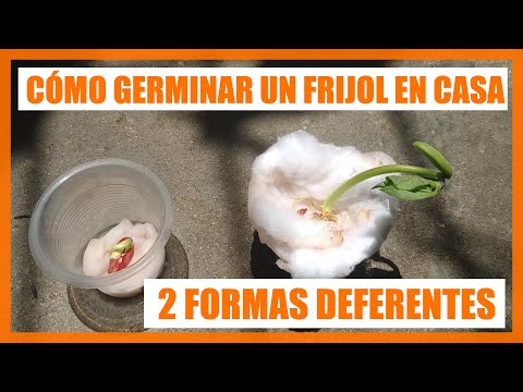 Cómo se hace el experimento del frijol: un artículo explicativo.