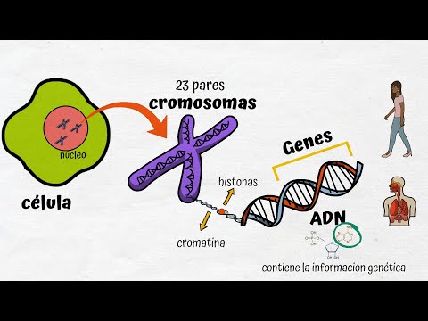 La relación entre el ADN y la información hereditaria