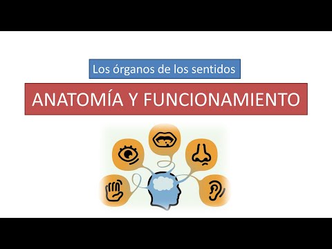 Órganos de los sentidos y su función: una mirada detallada.