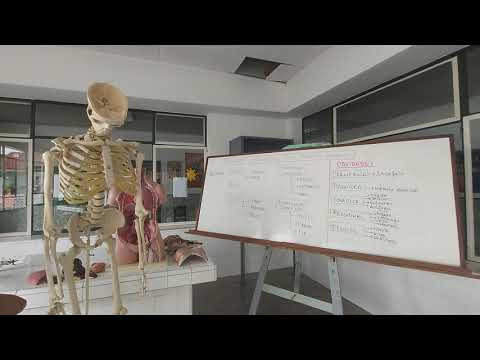 Descubre las Regiones y Cavidades del Cuerpo Humano en Detalle