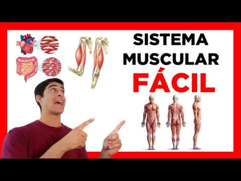 La unidad funcional del sistema muscular: un análisis completo.