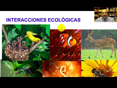 Interacción ecológica en el estado de México: un estudio detallado.