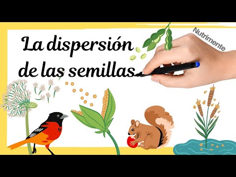 Qué es la dispersión de semillas, explicado de forma sencilla para niños