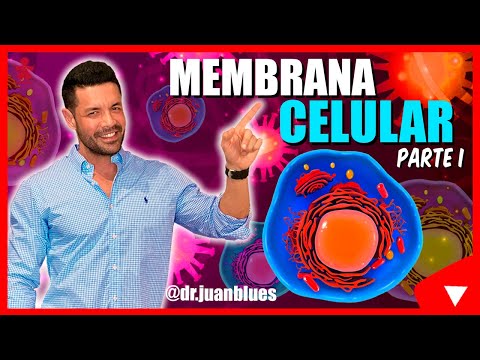 Funciones de la membrana citoplasmática: descubre su importancia en la célula
