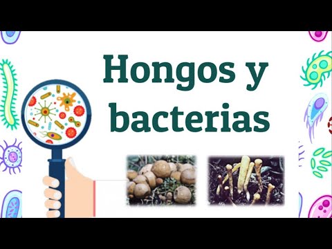 Los hongos y las bacterias se nutren, respiran y se.