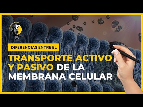 Los diferentes tipos de transporte en la membrana celular.