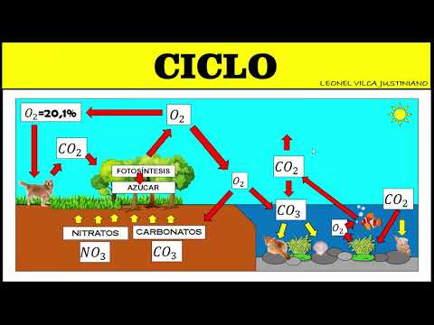 Características del ciclo del oxígeno: un proceso esencial para la vida.