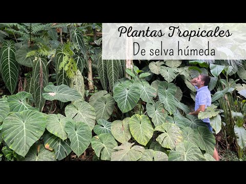 Plantas presentes en el bosque tropical: una variedad sorprendente.