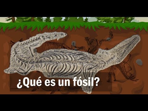 Tipos de fósiles y sus características: Un breve análisis.