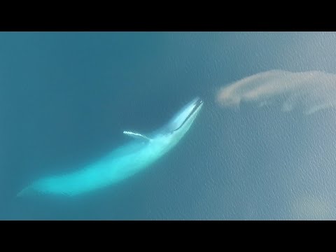 Descubre de qué se alimenta la ballena azul
