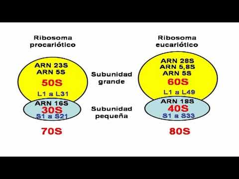 Composición química de los ribosomas: un análisis detallado.