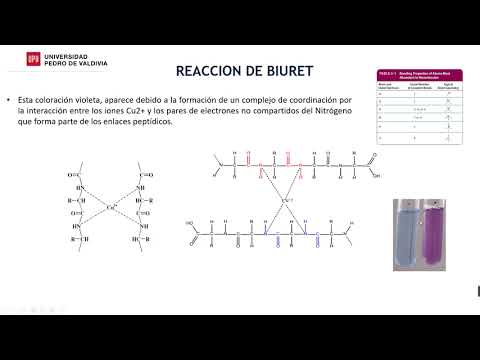 La reacción de biuret es negativa con aminoácidos libres.