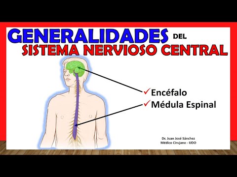 Cómo está integrado el sistema nervioso: una visión general.