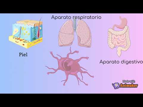 Funciones de las células dendríticas: clave en la respuesta inmune.