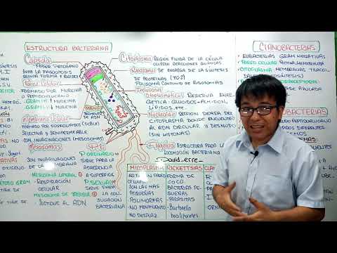 Partes de la bacteria y sus funciones: un análisis breve