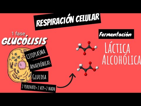 Características de la fermentación láctica: un proceso esencial en la producción de alimentos