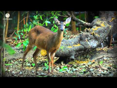 El animal característico del bosque templado: una especie imprescindible