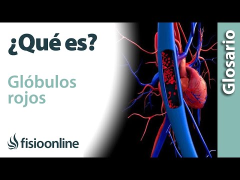 Los glóbulos rojos: portadores de oxígeno vital para las células