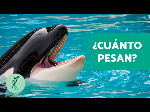 Cómo se clasifican las orcas: para niños
