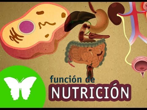 Todos los organismos realizan los mismos procesos de nutrición.