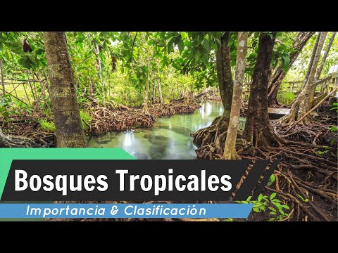 ¿Cuál es la temperatura del bosque tropical y su importancia?