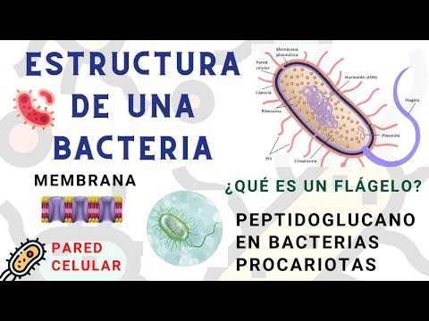 La célula bacteriana: partes y funciones esenciales en su estructura.