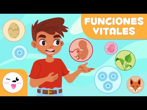 Cuáles son los procesos vitales de los seres vivos