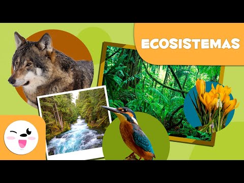 Los ecosistemas y sus características: un vistazo a su diversidad.