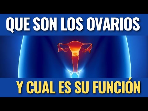 Los ovarios liberan las células reproductoras femeninas, conocidas como óvulos