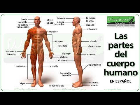 Cómo se llama cada parte del cuerpo: un vistazo detallado.