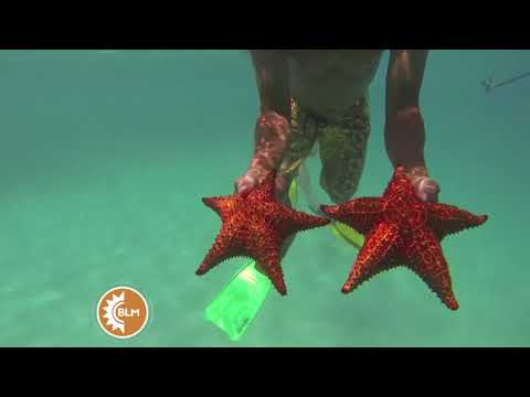 Las estrellas de mar, un peligro en el mar.