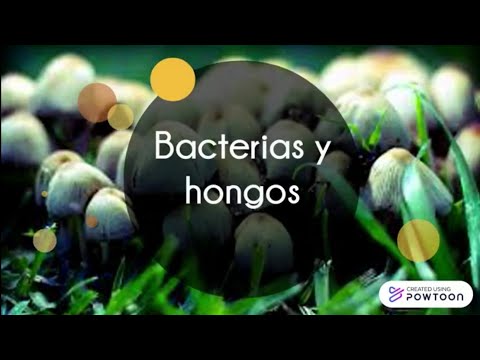 El papel de hongos y bacterias en la descomposición: ¿Cuál es?
