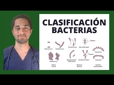 Cuál es la clasificación de las bacterias: un análisis breve.