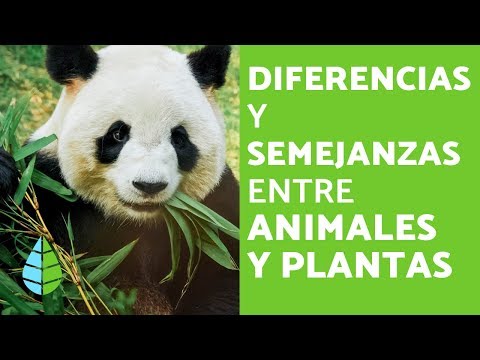 Diferencia en la nutrición: ¿Animales vs. Plantas?