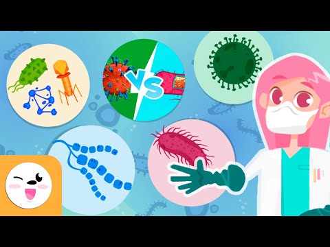 Beneficios de los hongos y bacterias en la salud humana