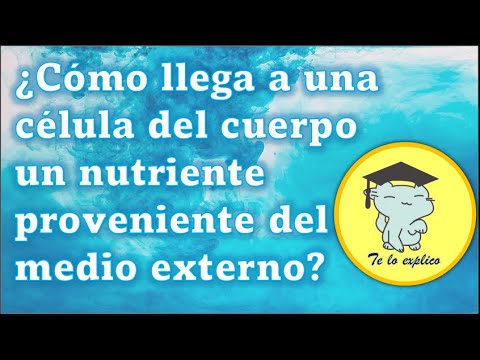 Cómo llegan los nutrientes a las células: una explicación detallada