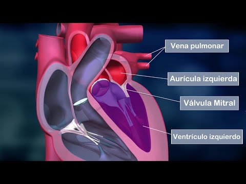 Función del corazón en el sistema circulatorio: una mirada profunda.