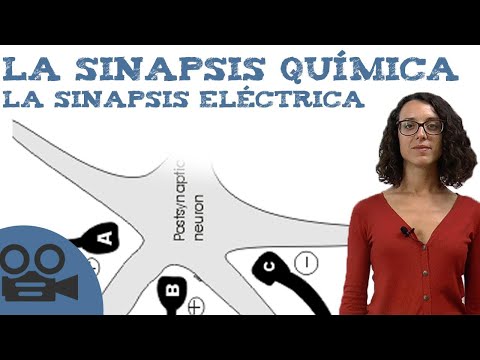 La diferencia entre sinapsis química y eléctrica: ¿cuál es?