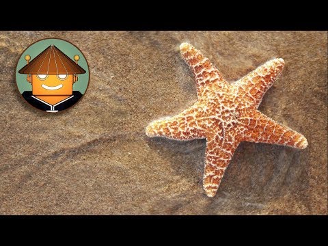 Cómo se desplazan las estrellas de mar: un interesante análisis.