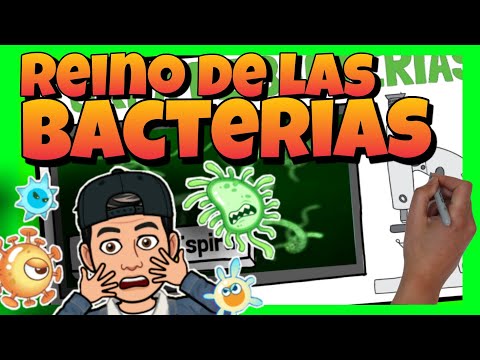 A qué dominio pertenecen las bacterias?