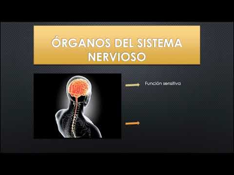 Cuáles son los principales órganos del sistema nervioso?