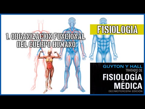 Funciones fisiológicas del cuerpo humano: un análisis en profundidad.