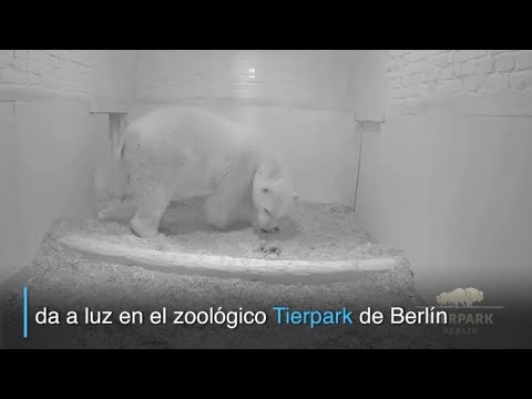 Cómo se reproducen los osos polares: un fascinante proceso.