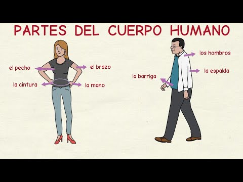 Las principales partes del cuerpo humano: un análisis detallado.