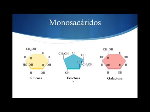 Cómo están formados los carbohidratos: una mirada detallada.