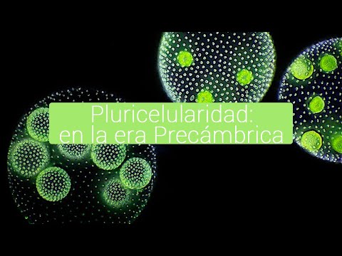 Teoría del origen de la pluricelularidad: un enigma aún por resolver