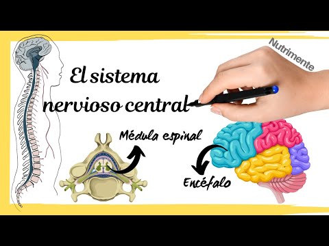 Función del encéfalo en el sistema nervioso central: una perspectiva detallada