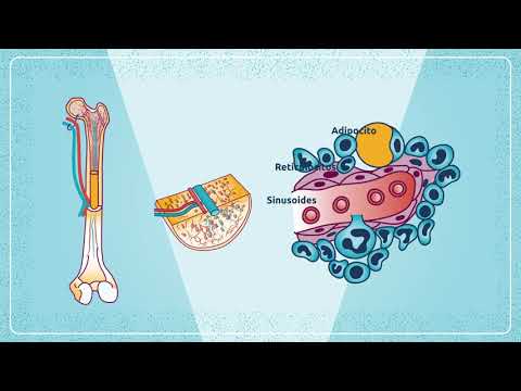 Formación de las células sanguíneas: un proceso esencial en el cuerpo