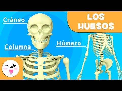 ¿Cómo se llama el estudio de los huesos y su anatomía?