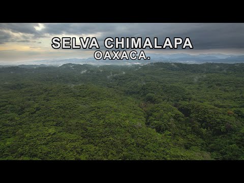 Descubre qué animales habitan en la selva tropical exuberante.